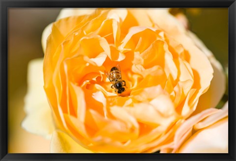 Framed Bee pollinating a yellow rose, Beverly Hills, Los Angeles County, California, USA Print