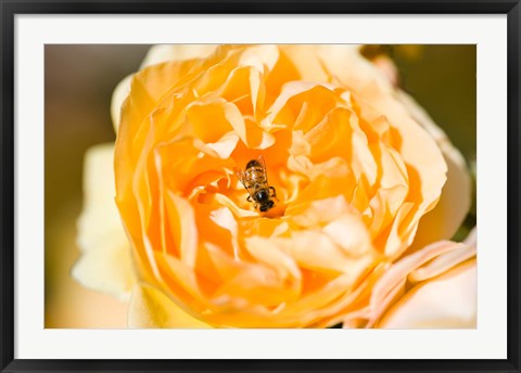 Framed Bee pollinating a yellow rose, Beverly Hills, Los Angeles County, California, USA Print