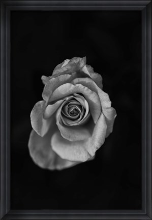 Framed Close-up of a rose Print