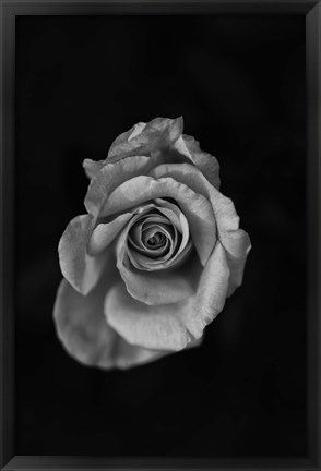 Framed Close-up of a rose Print