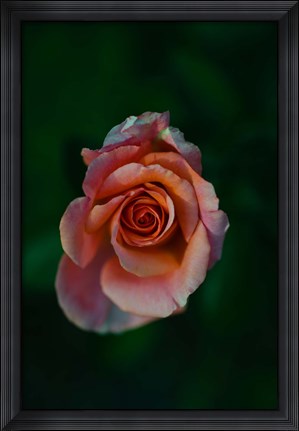 Framed Close-up of a pink rose, Beverly Hills, Los Angeles County, California, USA Print