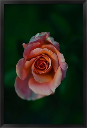 Framed Close-up of a pink rose, Beverly Hills, Los Angeles County, California, USA Print