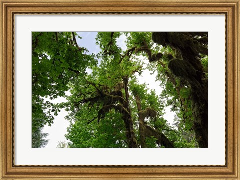 Framed Low angle view of trees in a forest, Hoh Rainforest, Olympic National Park, Washington State, USA Print