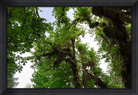 Framed Low angle view of trees in a forest, Hoh Rainforest, Olympic National Park, Washington State, USA Print