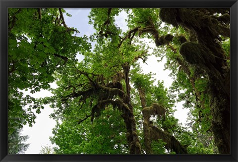 Framed Low angle view of trees in a forest, Hoh Rainforest, Olympic National Park, Washington State, USA Print