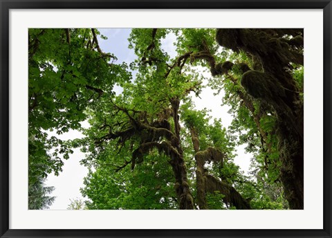 Framed Low angle view of trees in a forest, Hoh Rainforest, Olympic National Park, Washington State, USA Print