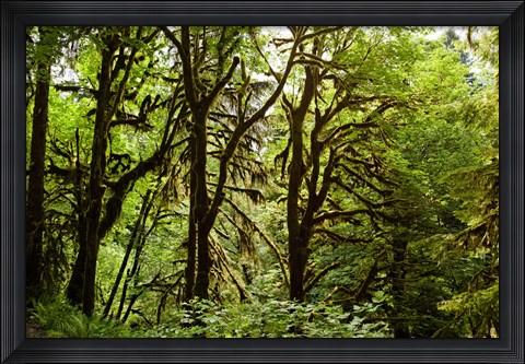 Framed Trees in a Forest, Quinault Rainforest, Olympic National Park, Olympic Peninsula, Washington State Print
