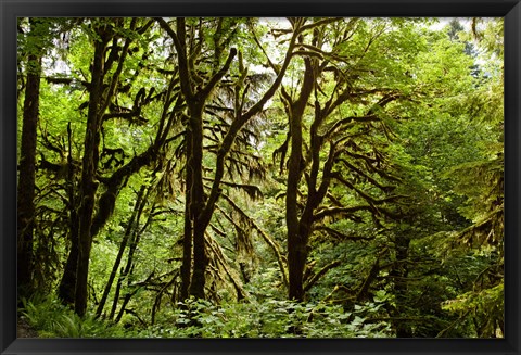 Framed Trees in a Forest, Quinault Rainforest, Olympic National Park, Olympic Peninsula, Washington State Print