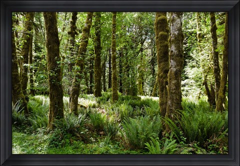 Framed Ferns and Trees, Quinault Rainforest, Olympic National Park, Washington State Print
