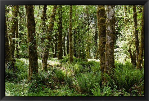 Framed Ferns and Trees, Quinault Rainforest, Olympic National Park, Washington State Print