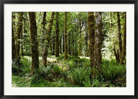 Framed Ferns and Trees, Quinault Rainforest, Olympic National Park, Washington State Print