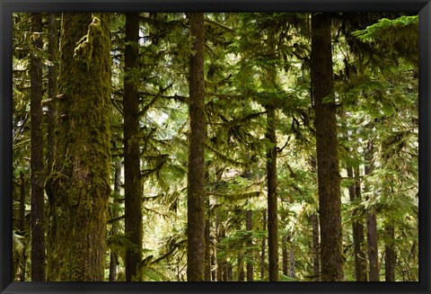 Framed Trees in a forest, Queets Rainforest, Olympic National Park, Washington State, USA Print