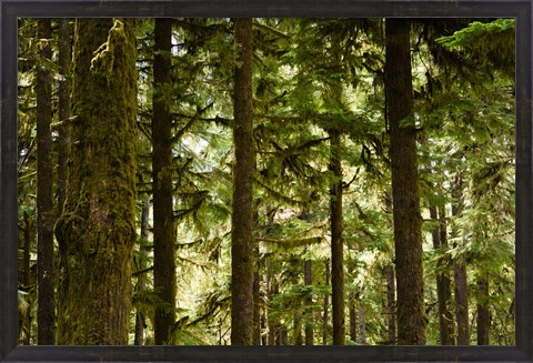 Framed Trees in a forest, Queets Rainforest, Olympic National Park, Washington State, USA Print