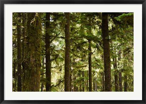 Framed Trees in a forest, Queets Rainforest, Olympic National Park, Washington State, USA Print