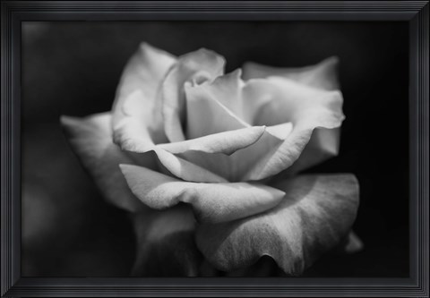 Framed Close-up of a rose, Los Angeles County, California, USA Print