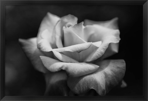 Framed Close-up of a rose, Los Angeles County, California, USA Print