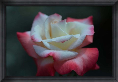 Framed Close-up of a pink and white rose, Los Angeles County, California, USA Print