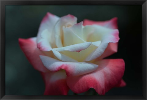 Framed Close-up of a pink and white rose, Los Angeles County, California, USA Print