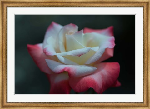 Framed Close-up of a pink and white rose, Los Angeles County, California, USA Print