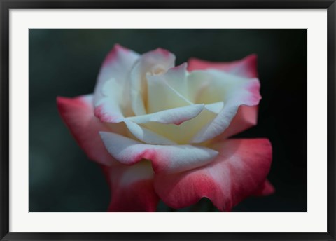 Framed Close-up of a pink and white rose, Los Angeles County, California, USA Print