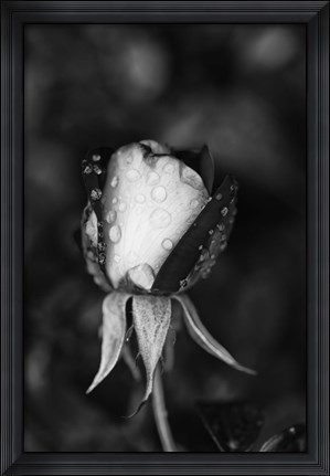 Framed Close-up of a Rose, Glendale, Los Angeles County, California (black and white) Print