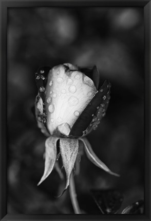 Framed Close-up of a Rose, Glendale, Los Angeles County, California (black and white) Print