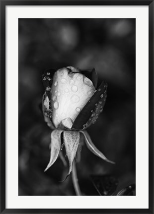 Framed Close-up of a Rose, Glendale, Los Angeles County, California (black and white) Print