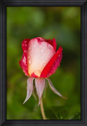 Framed Close-up of a Rose, Glendale, Los Angeles County, California Print