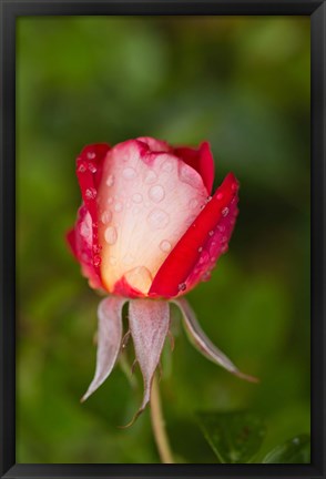 Framed Close-up of a Rose, Glendale, Los Angeles County, California Print