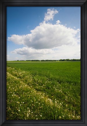 Framed Farm field in springtime, Bergen, Lower Saxony, Germany Print