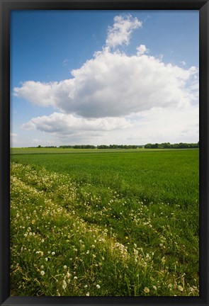 Framed Farm field in springtime, Bergen, Lower Saxony, Germany Print