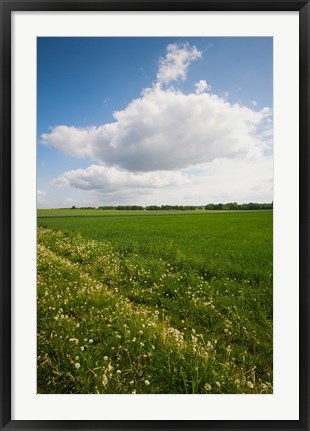 Framed Farm field in springtime, Bergen, Lower Saxony, Germany Print