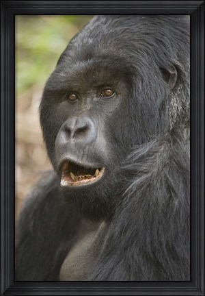 Framed Close-up of a Mountain gorilla (Gorilla beringei beringei), Rwanda Print