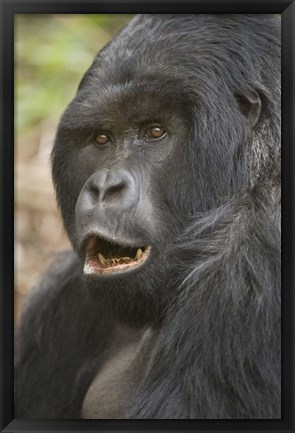 Framed Close-up of a Mountain gorilla (Gorilla beringei beringei), Rwanda Print