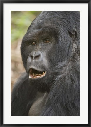 Framed Close-up of a Mountain gorilla (Gorilla beringei beringei), Rwanda Print