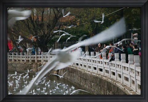 Framed People feeding the gulls in a park, Green Lake Park, Kunming, Yunnan Province, China Print