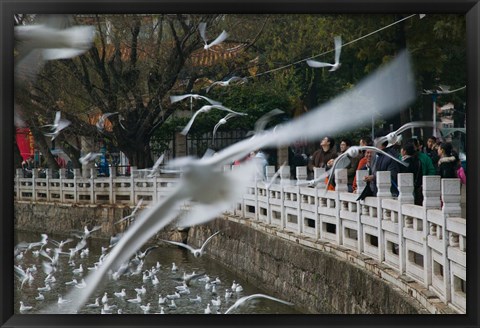 Framed People feeding the gulls in a park, Green Lake Park, Kunming, Yunnan Province, China Print