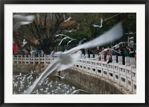 Framed People feeding the gulls in a park, Green Lake Park, Kunming, Yunnan Province, China Print