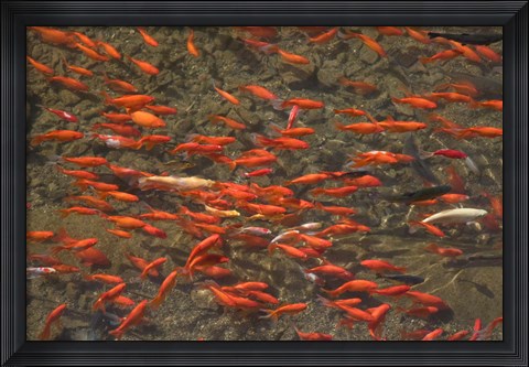 Framed Goldfish (Carassius auratus) swimming in the Yu River Canal, Old Town, Lijiang, Yunnan Province, China Print