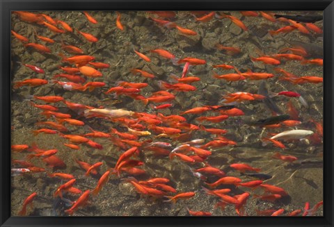 Framed Goldfish (Carassius auratus) swimming in the Yu River Canal, Old Town, Lijiang, Yunnan Province, China Print