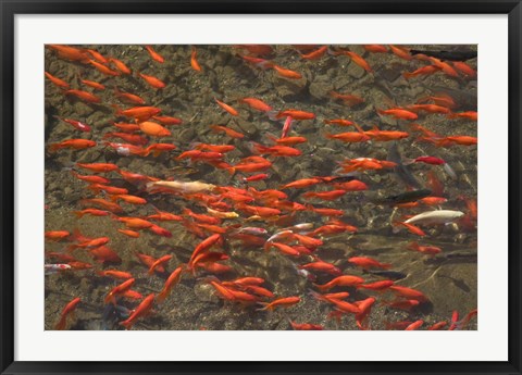 Framed Goldfish (Carassius auratus) swimming in the Yu River Canal, Old Town, Lijiang, Yunnan Province, China Print