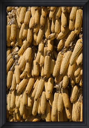Framed Corn cobs hanging to dry, Baisha, Lijiang, Yunnan Province, China Print