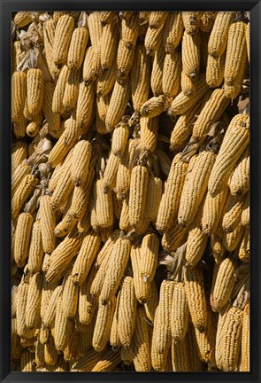 Framed Corn cobs hanging to dry, Baisha, Lijiang, Yunnan Province, China Print