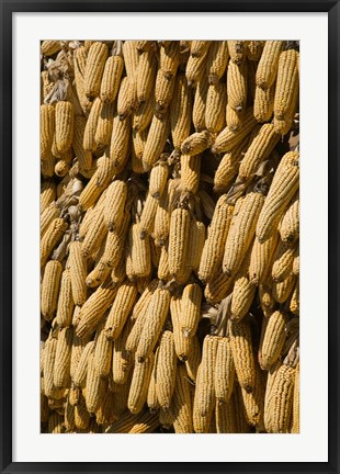 Framed Corn cobs hanging to dry, Baisha, Lijiang, Yunnan Province, China Print