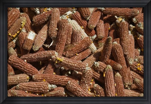 Framed Close-up of corn cobs, Baisha, Lijiang, Yunnan Province, China Print