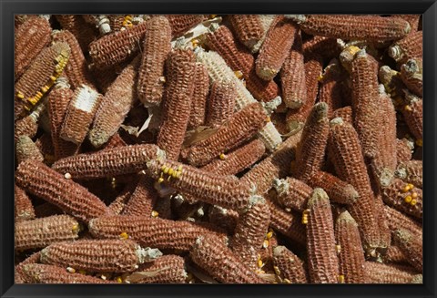 Framed Close-up of corn cobs, Baisha, Lijiang, Yunnan Province, China Print