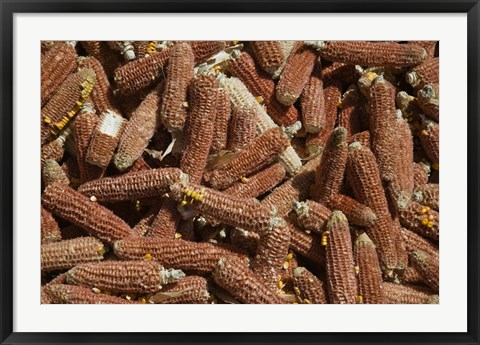 Framed Close-up of corn cobs, Baisha, Lijiang, Yunnan Province, China Print