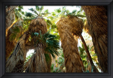 Framed Low angle view of palm trees, Palm Springs, Riverside County, California, USA Print