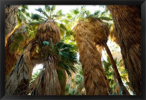 Framed Low angle view of palm trees, Palm Springs, Riverside County, California, USA Print