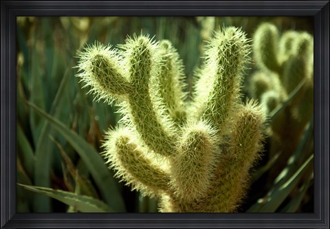 Framed Cactus in sunlight Print